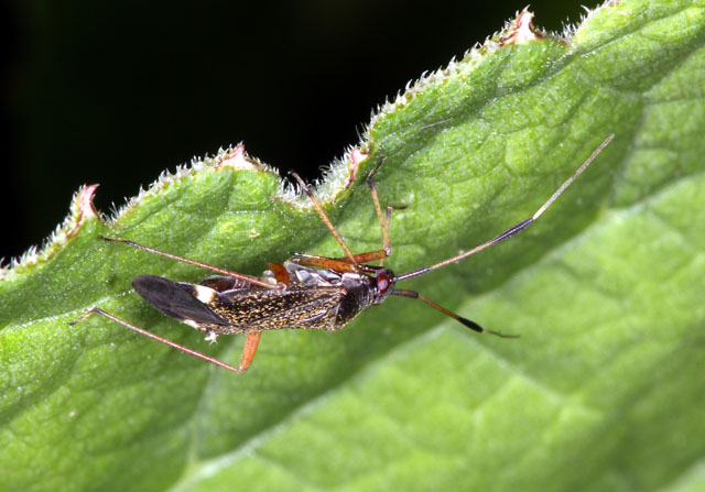 Closterotomus biclavatus - Copyright Denis Bourgeois
